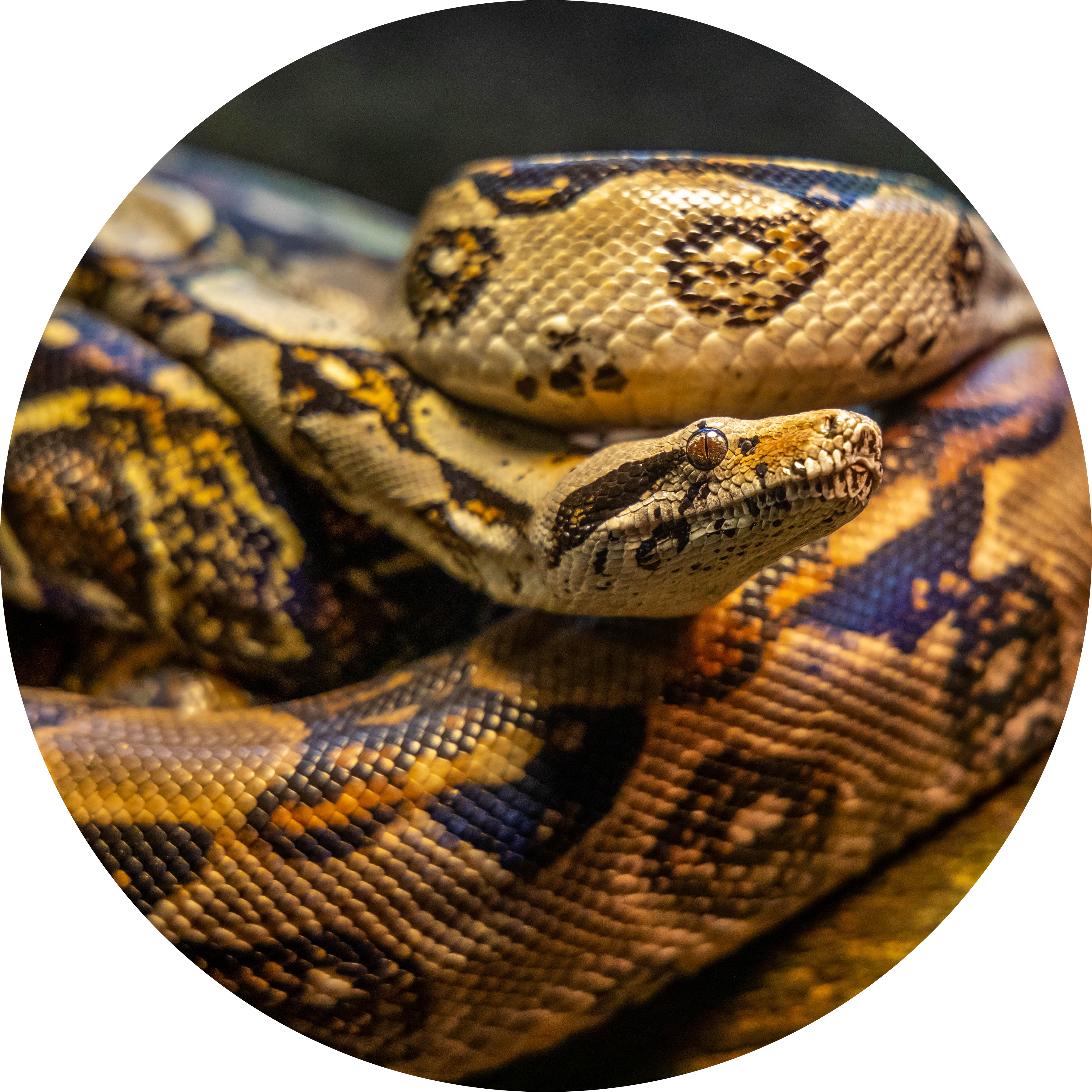 python-image
